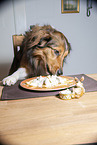 Hund klaut Essen vom Tisch