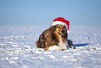 Australian-Shepherd-Mix im Winter