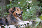liegender Australian-Shepherd-Mix