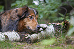 liegender Australian-Shepherd-Mix