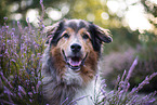 Australian-Shepherd-Mix in der Heide