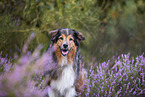 Australian-Shepherd-Mix in der Heide