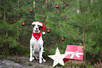 Dalmatiner-Labrador-Mischling mit Weihnachtsdeko