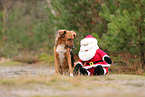 Mischling mit Weihnachtsmann
