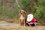 Mischling mit Weihnachtsmann