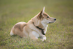 Husky-Schferhund im Sommer