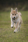 Husky-Schferhund im Sommer