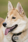 Husky-Schferhund im Sommer