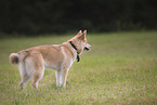 Husky-Schferhund im Sommer
