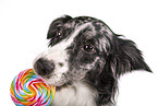 Australian-Shepherd-Border-Collie Portrait