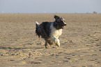 Border-Collie-Schafpudel