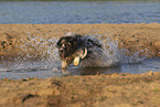 Border-Collie-Schafpudel