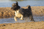 Border-Collie-Schafpudel