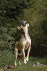 Schferhund-Mischling Rde