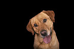 Retriever-Mischling Rde