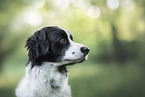 Retriever-Mischling Rde