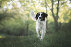 Retriever-Mischling Rde