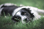 Retriever-Mischling Rde