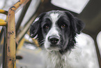 Retriever-Mischling Rde