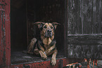 Schferhund-Rottweiler Hndin
