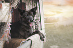 Schferhund-Mischling Hndin