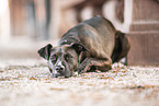 American-Staffordshire-Terrier-Mix