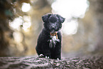 Schferhund-Mix
