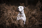 American-Staffordshire-Terrier-Mix