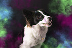 Border-Collie-Mix mit Holi Farben