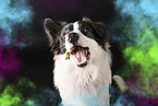 Border-Collie-Mix mit Holi Farben