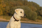 Mischling Portrait