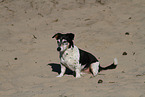 Jack-Russell-Terrier-Mischling