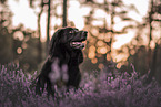Schferhund-Collie in der Heide