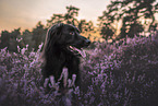 Schferhund-Collie in der Heide