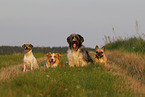 4 Hunde