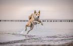 springender Akita-Inu-Husky