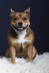 American-Staffordshire-Terrier-Mischling im Studio