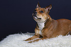 American-Staffordshire-Terrier-Mischling im Studio