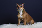 American-Staffordshire-Terrier-Mischling im Studio