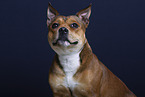 American-Staffordshire-Terrier-Mischling im Studio