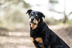 Rottweiler-Mix