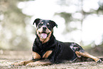 Rottweiler-Mix