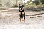 Rottweiler-Mix