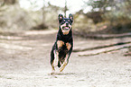 Rottweiler-Mix