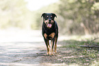 Rottweiler-Mix