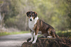 Collie-Mischling Rde