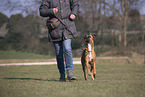 Whippet-Boxer im Training