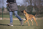 Whippet-Boxer im Training