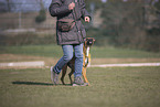 Whippet-Boxer im Training