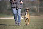 Whippet-Boxer im Training